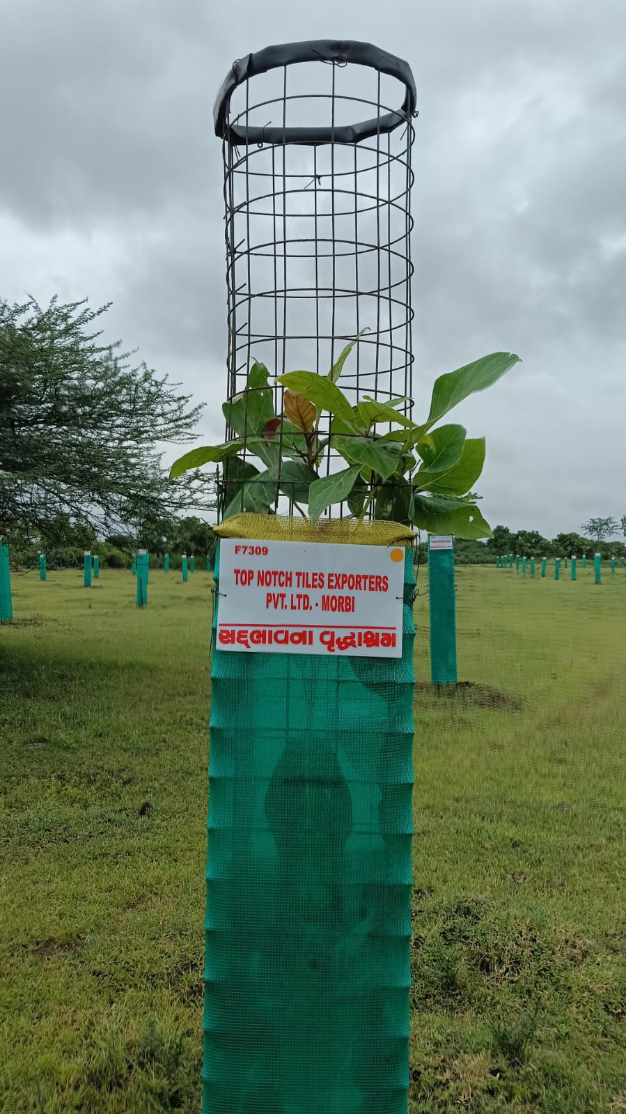 Top Notch Tiles Tree Plantation Initiative
