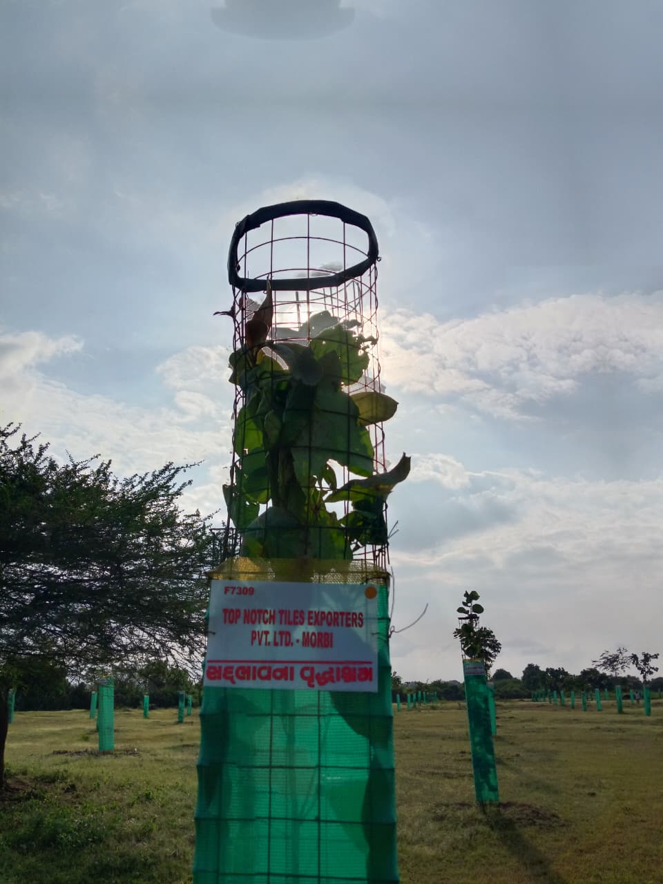 Top Notch Tiles Tree Plantation Activity